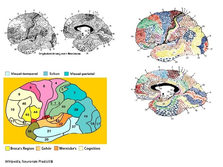 Wikipedia, Neuronale Plastizität 