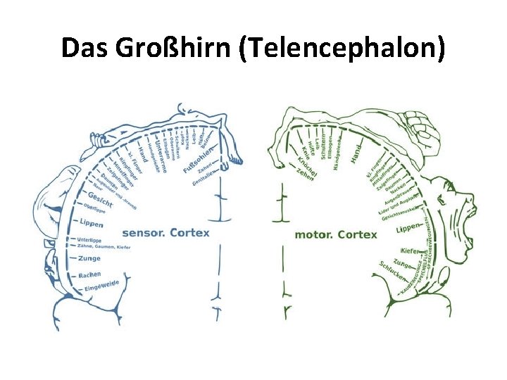Das Großhirn (Telencephalon) 