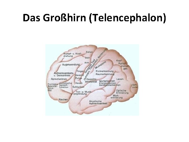 Das Großhirn (Telencephalon) 