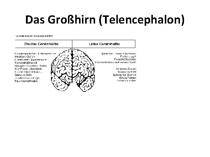 Das Großhirn (Telencephalon) 