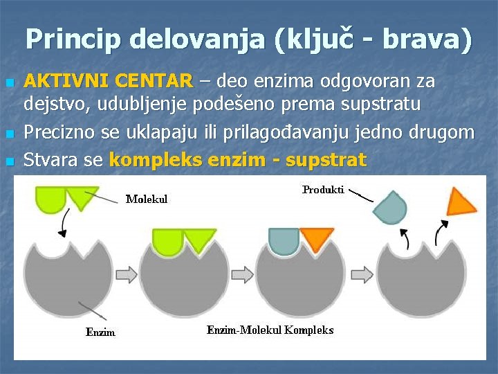 Princip delovanja (ključ - brava) n n n AKTIVNI CENTAR – deo enzima odgovoran