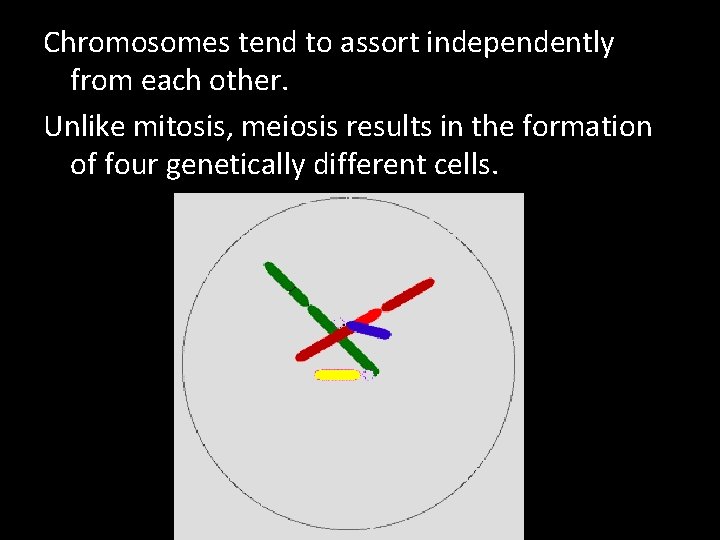 Chromosomes tend to assort independently from each other. Unlike mitosis, meiosis results in the