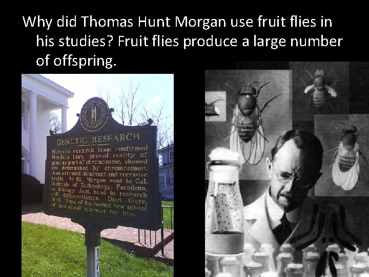 Why did Thomas Hunt Morgan use fruit flies in his studies? Fruit flies produce