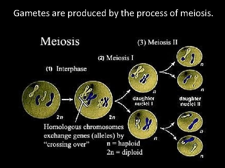 Gametes are produced by the process of meiosis. 