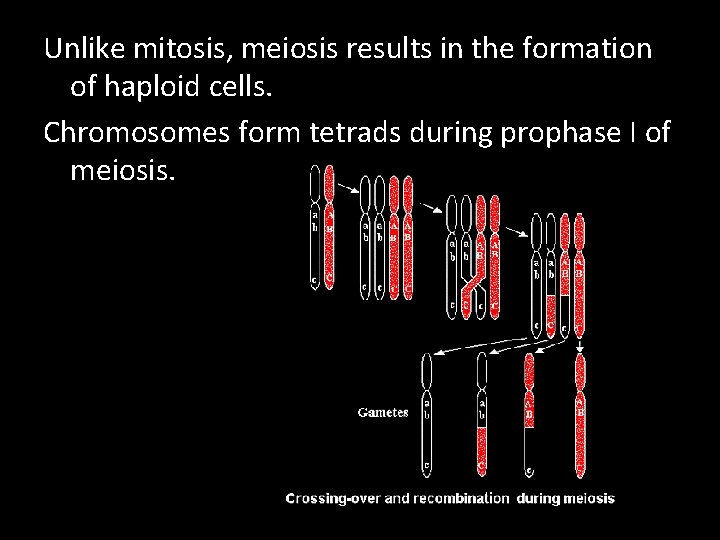 Unlike mitosis, meiosis results in the formation of haploid cells. Chromosomes form tetrads during