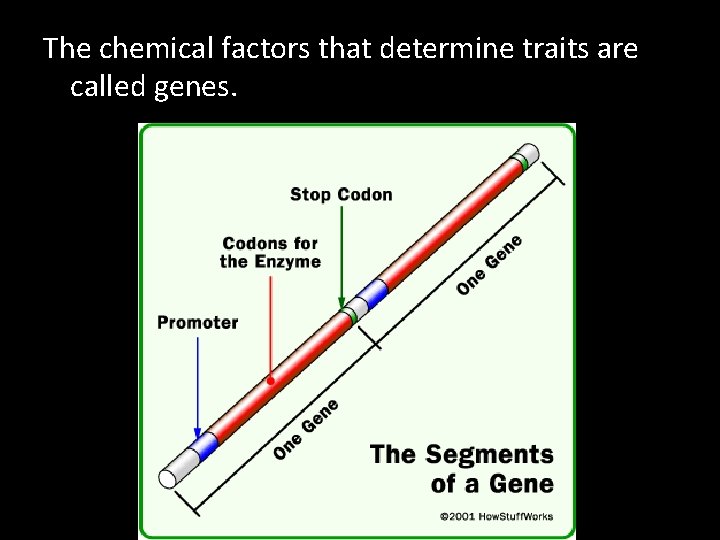 The chemical factors that determine traits are called genes. 