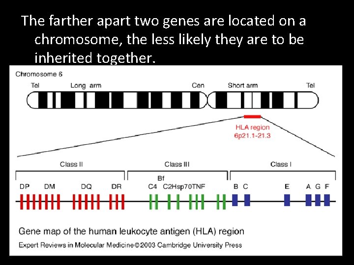 The farther apart two genes are located on a chromosome, the less likely they