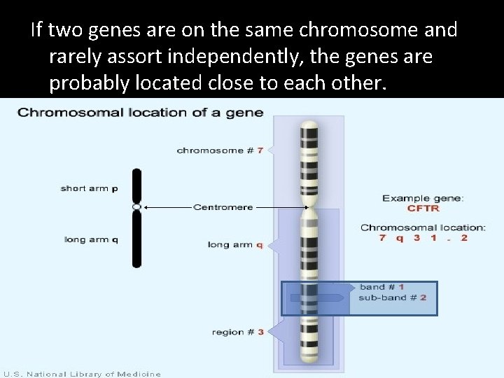 If two genes are on the same chromosome and rarely assort independently, the genes