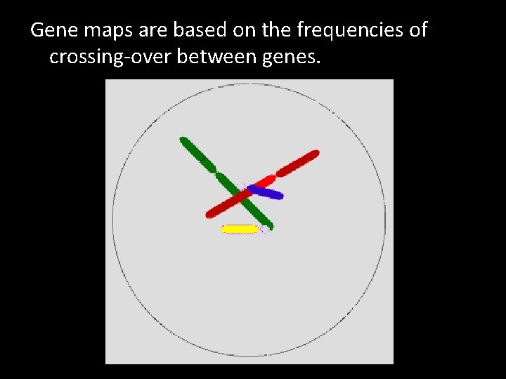 Gene maps are based on the frequencies of crossing-over between genes. 