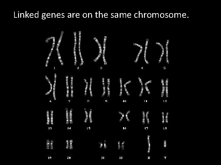 Linked genes are on the same chromosome. 