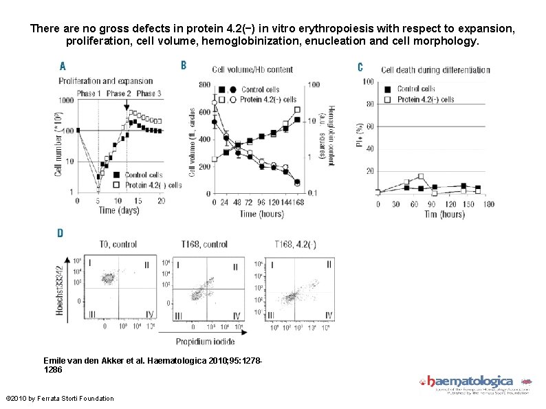 There are no gross defects in protein 4. 2(−) in vitro erythropoiesis with respect