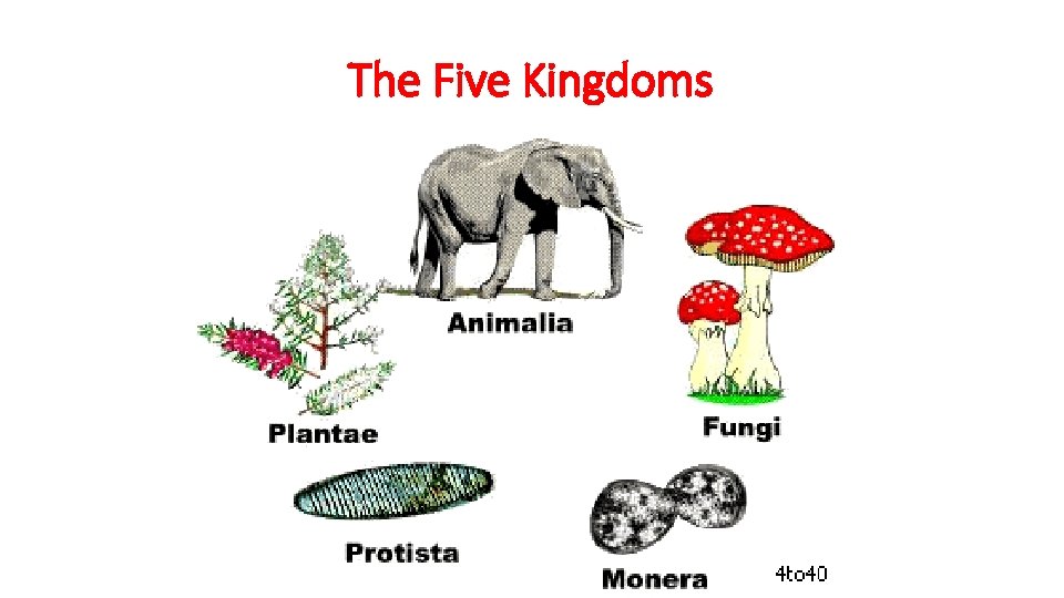 The Five Kingdoms 