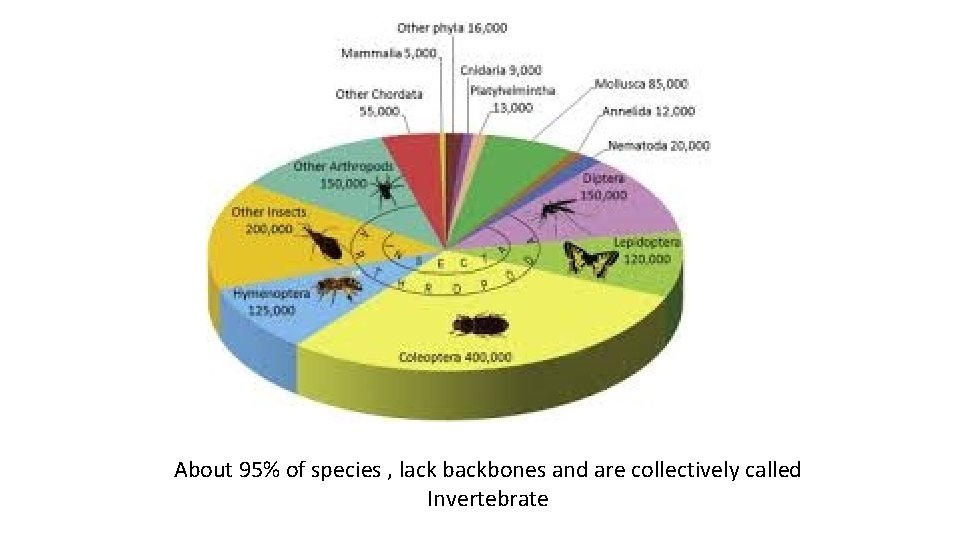 About 95% of species , lack backbones and are collectively called Invertebrate 