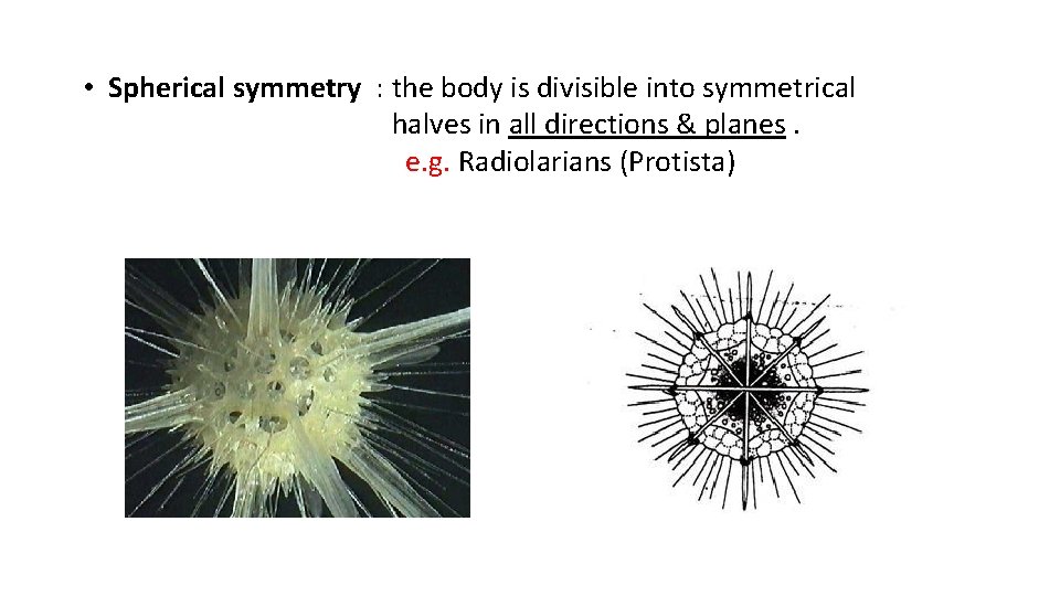  • Spherical symmetry : the body is divisible into symmetrical halves in all