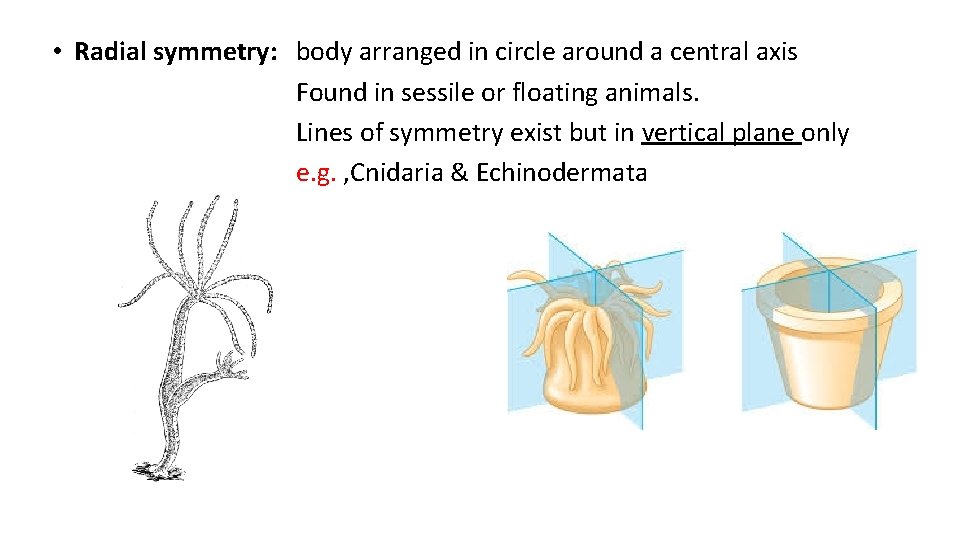  • Radial symmetry: body arranged in circle around a central axis Found in