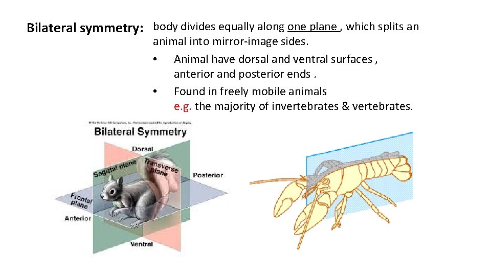 Bilateral symmetry: body divides equally along one plane , which splits an animal into