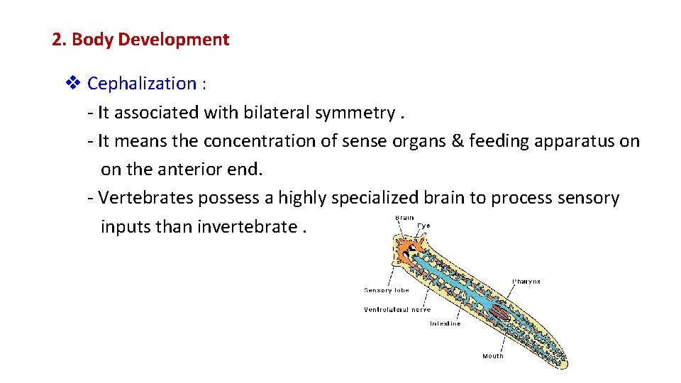 2. Body Development v Cephalization : - It associated with bilateral symmetry. - It