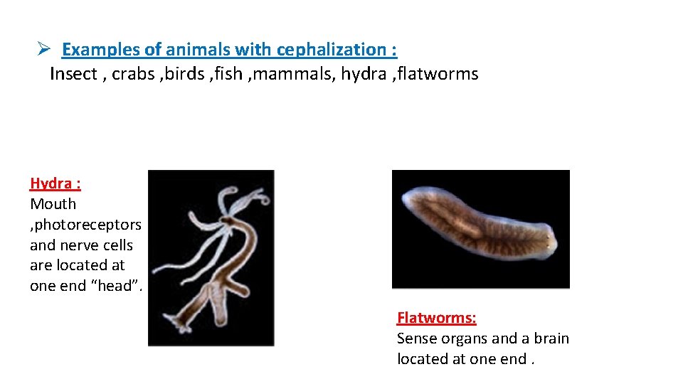 Ø Examples of animals with cephalization : Insect , crabs , birds , fish