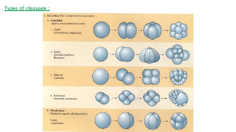 Types of cleavage : 