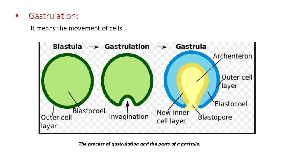  • Gastrulation: It means the movement of cells. The process of gastrulation and