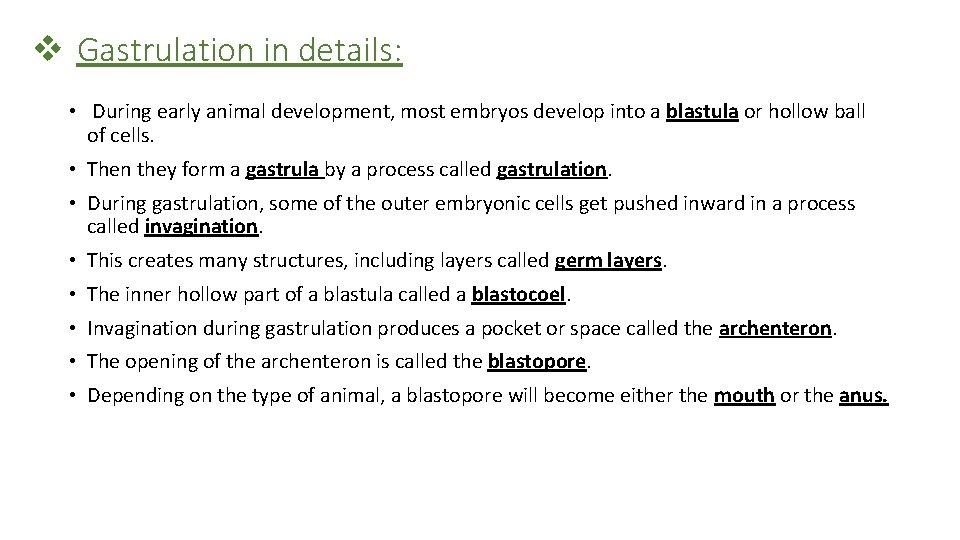 v Gastrulation in details: • During early animal development, most embryos develop into a