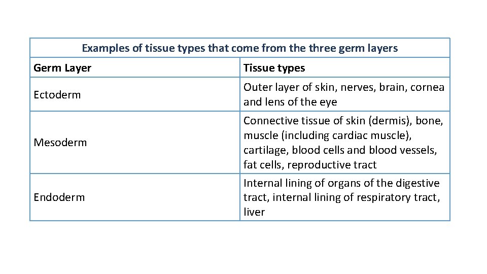 Examples of tissue types that come from the three germ layers Germ Layer Tissue