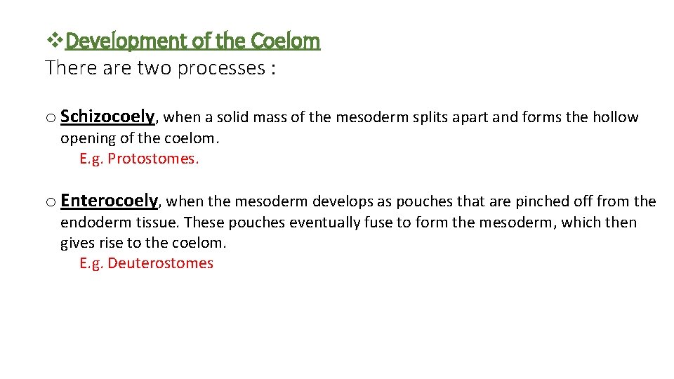 v. Development of the Coelom There are two processes : o Schizocoely, when a