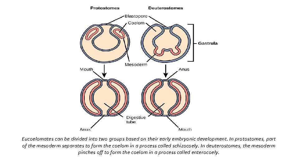 Eucoelomates can be divided into two groups based on their early embryonic development. In