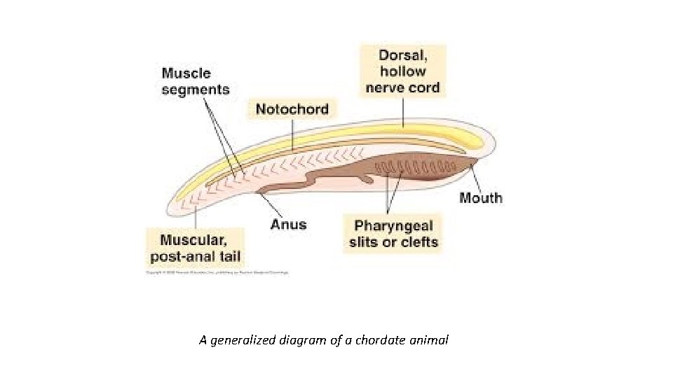 A generalized diagram of a chordate animal 