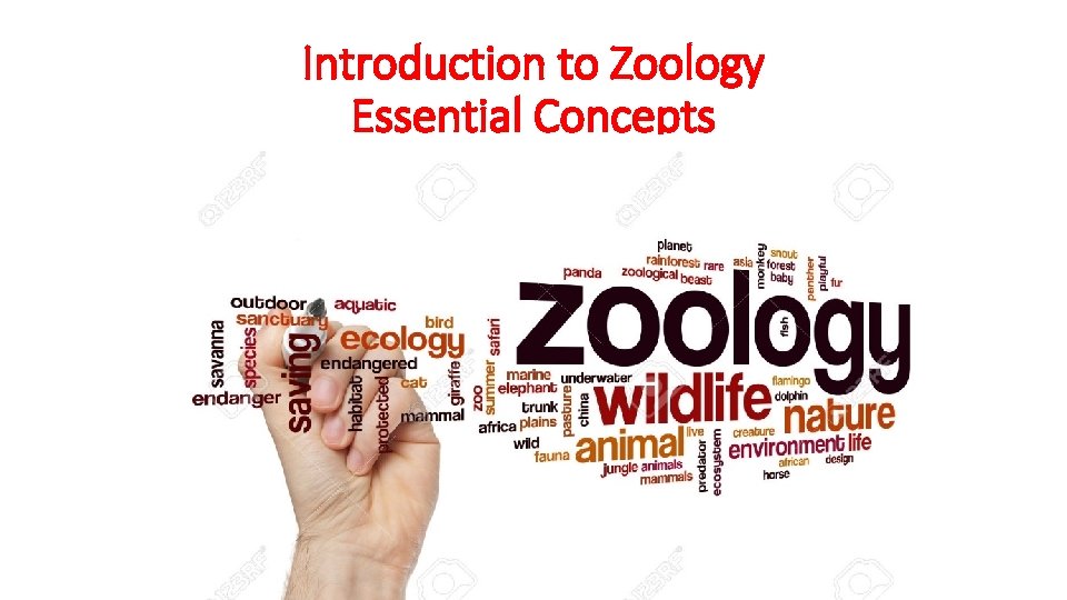 Introduction to Zoology Essential Concepts 