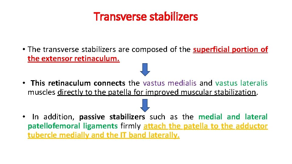 Transverse stabilizers • The transverse stabilizers are composed of the superficial portion of the