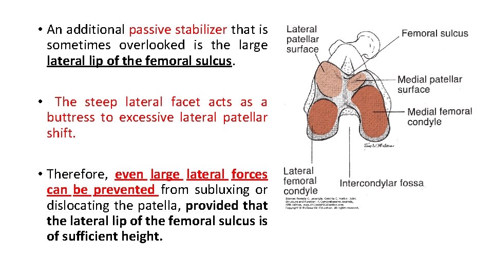  • An additional passive stabilizer that is sometimes overlooked is the large lateral