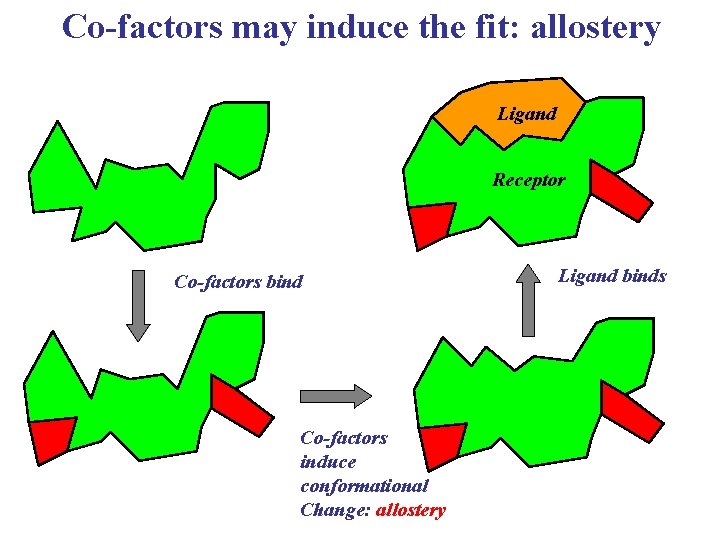 Co-factors may induce the fit: allostery Ligand Receptor Co-factors bind Co-factors induce conformational Change: