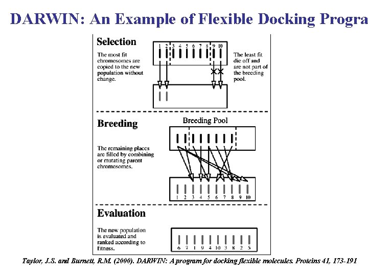 DARWIN: An Example of Flexible Docking Progra Taylor, J. S. and Burnett, R. M.