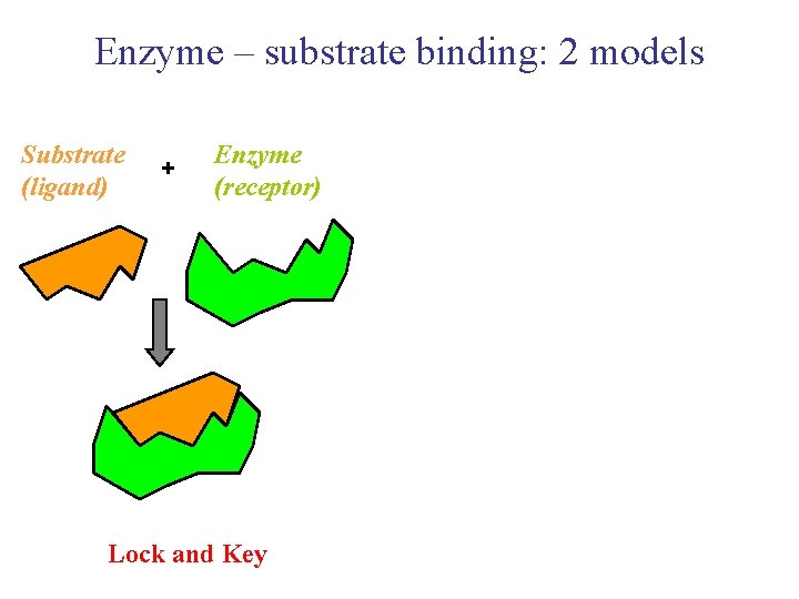 Enzyme – substrate binding: 2 models Substrate (ligand) + Enzyme (receptor) Lock and Key