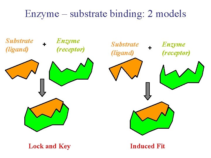 Enzyme – substrate binding: 2 models Substrate (ligand) + Enzyme (receptor) Lock and Key