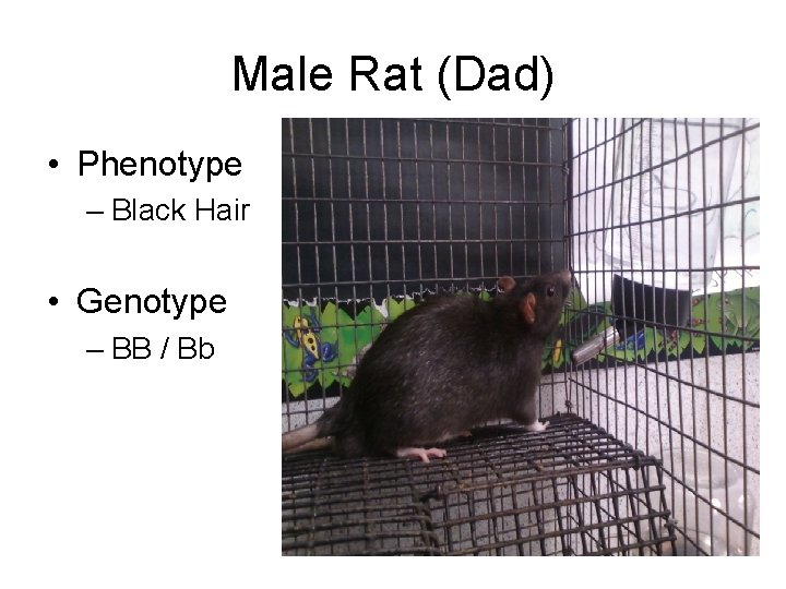 Male Rat (Dad) • Phenotype – Black Hair • Genotype – BB / Bb