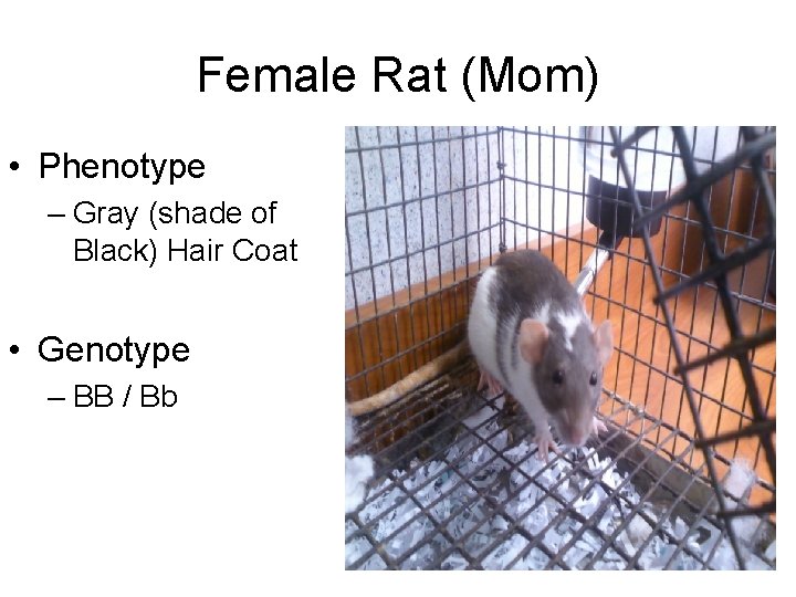 Female Rat (Mom) • Phenotype – Gray (shade of Black) Hair Coat • Genotype