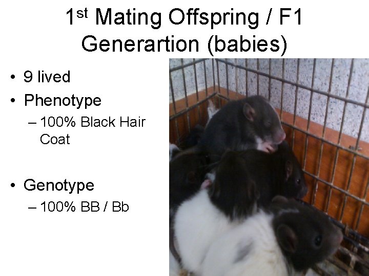 st 1 Mating Offspring / F 1 Generartion (babies) • 9 lived • Phenotype