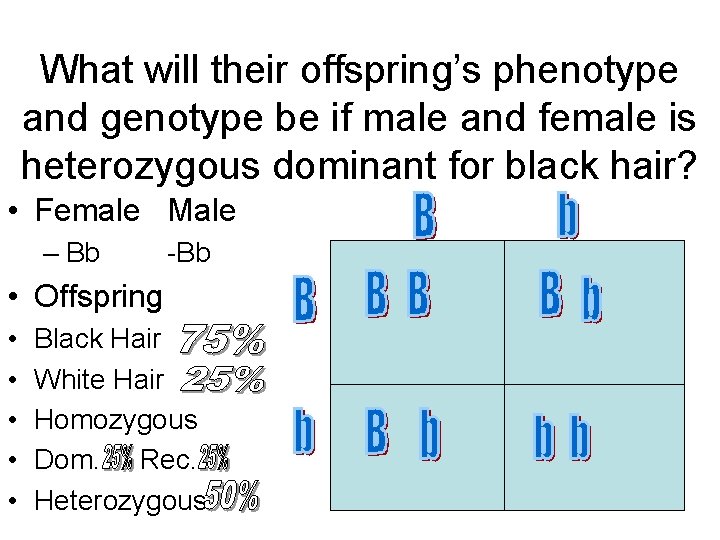What will their offspring’s phenotype and genotype be if male and female is heterozygous