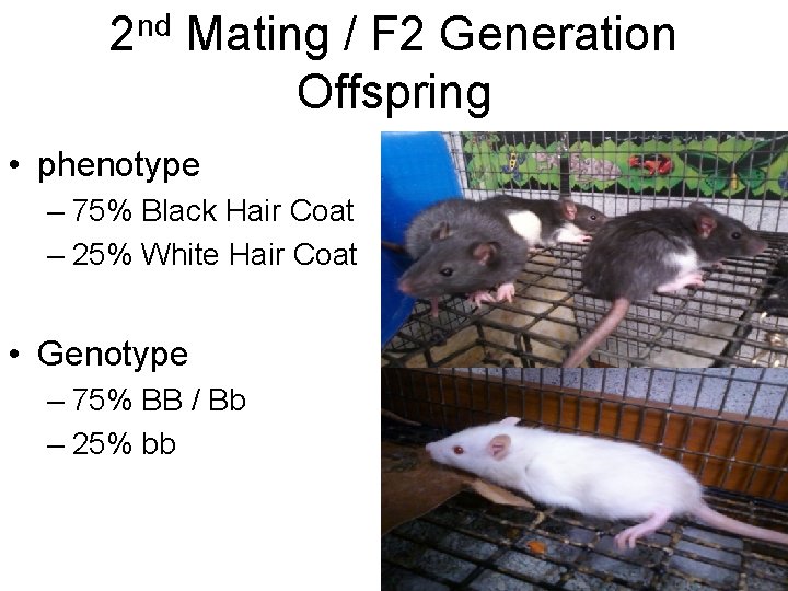 2 nd Mating / F 2 Generation Offspring • phenotype – 75% Black Hair