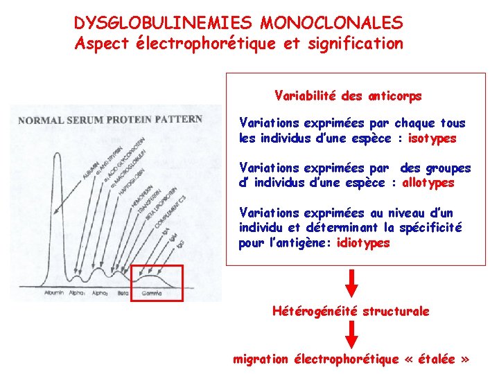DYSGLOBULINEMIES MONOCLONALES Aspect électrophorétique et signification Variabilité des anticorps Variations exprimées par chaque tous
