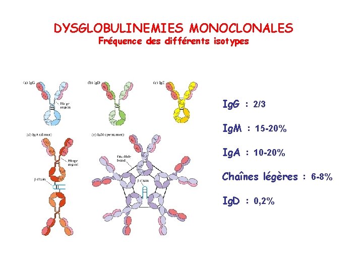 DYSGLOBULINEMIES MONOCLONALES Fréquence des différents isotypes Ig. G : 2/3 Ig. M : 15