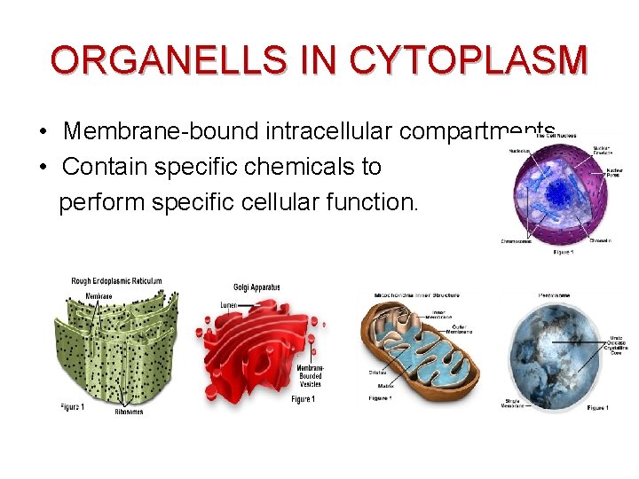 ORGANELLS IN CYTOPLASM • Membrane-bound intracellular compartments. • Contain specific chemicals to perform specific