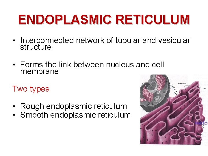 ENDOPLASMIC RETICULUM • Interconnected network of tubular and vesicular structure • Forms the link