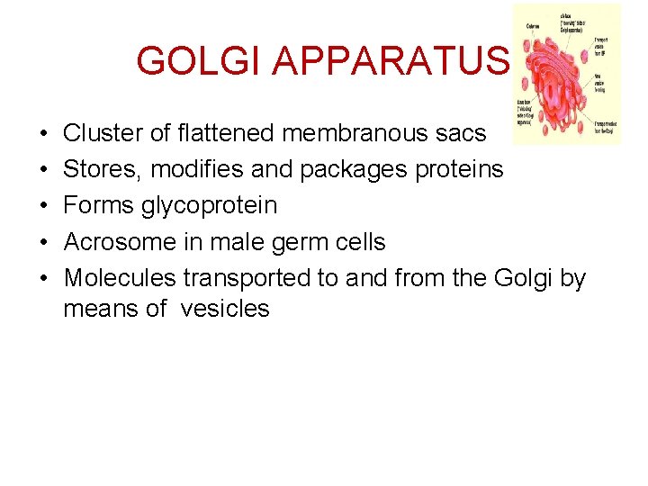 GOLGI APPARATUS • • • Cluster of flattened membranous sacs Stores, modifies and packages