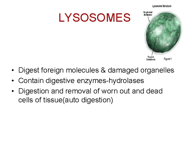 LYSOSOMES • Digest foreign molecules & damaged organelles • Contain digestive enzymes-hydrolases • Digestion