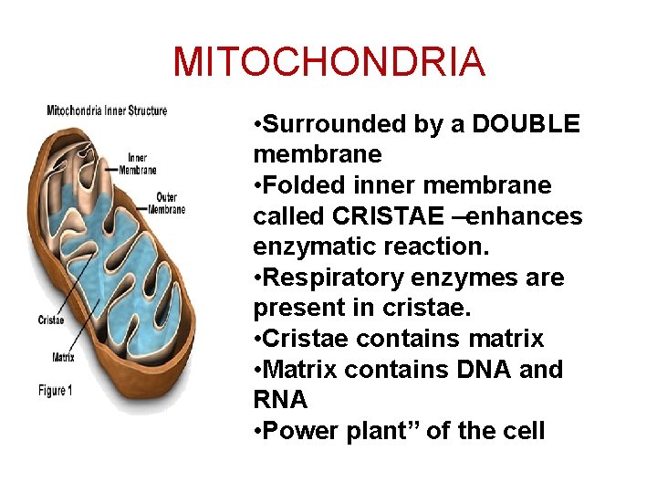 MITOCHONDRIA • Surrounded by a DOUBLE membrane • Folded inner membrane called CRISTAE –enhances