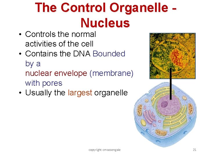 The Control Organelle Nucleus • Controls the normal activities of the cell • Contains