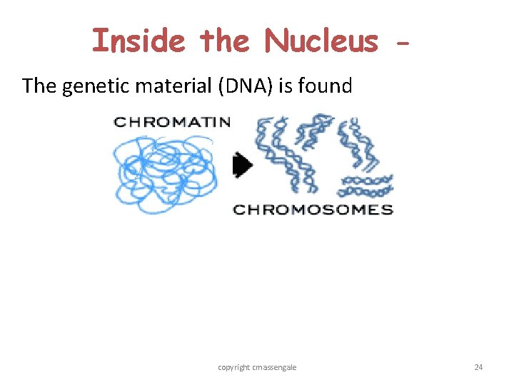 Inside the Nucleus The genetic material (DNA) is found copyright cmassengale 24 